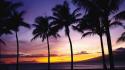 Nature beach palm trees skies sea wallpaper