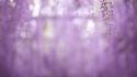 Nature flowers bokeh wisteria purple wallpaper