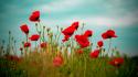 Nature flowers red poppies wallpaper