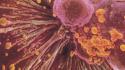 Science cell national geographic microscopic wallpaper