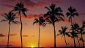 Sunset nature palm trees wallpaper