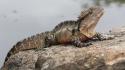 Water deviantart lizards reptiles wallpaper