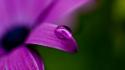 Water drops macro purple flowers wallpaper