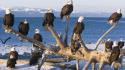 Alaska bald eagles birds wallpaper