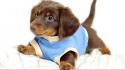 Animals dogs funny puppies wallpaper