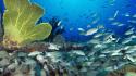 Animals fish sealife marine wallpaper