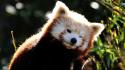 Animals funny red pandas baby wallpaper