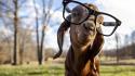 Animals glasses goats skrillex wallpaper