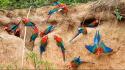 Animals parrots birds wallpaper