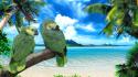 Animals parrots wallpaper