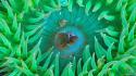 Animals sea anemones wallpaper