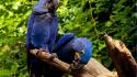 Birds parrots macaw hyacinth wallpaper