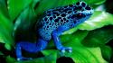 Blue animals frogs spotted poison dart wallpaper