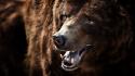 Close-up animals wildlife grizzly bears wallpaper