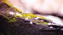 Close-up nature moss macro depth of field wallpaper