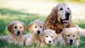 Family animals dogs puppies wallpaper