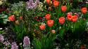 Flowers garden tulips wallpaper
