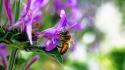 Flowers insects bees wallpaper