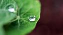 Green close-up nature leaves macro drops wallpaper