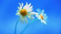 Minimalistic flowers digital art windows 8 blue background wallpaper