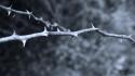 Monochrome branches thorns wallpaper