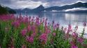 Mountains flowers alaska lakes national park wallpaper