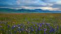 Mountains landscapes california meadows blue flowers wildflowers wallpaper