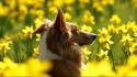 Nature animals dogs wallpaper