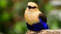 Nature birds blue-bellied roller wallpaper
