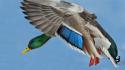 Nature ducks toronto drake flight mallard birds wallpaper