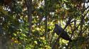 Nature sun trees birds doves africa wallpaper