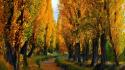 Nature trees path autumn wallpaper
