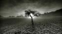 Sunset black and white trees forests land wallpaper