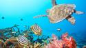 Water animals fish coral sealife angel wallpaper