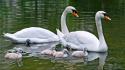 Water birds family animals swans baby wallpaper