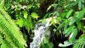 Water nature leaves plants ferns waterfalls wallpaper