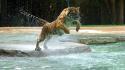 Water tigers wet jump powerful wallpaper