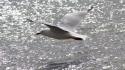 White flying birds waves animals seagulls sea wallpaper