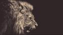 Yellow animals king eyes angry lions roar wallpaper
