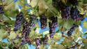 Nature fruits grapes fruit trees wallpaper
