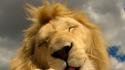 Animals madagascar lions wallpaper