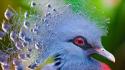 Animals pigeons tablet birds wallpaper
