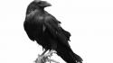 Animals ravens white background wallpaper