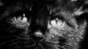 Cats animals grayscale wallpaper