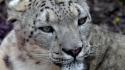 Close-up animals snow leopards wallpaper