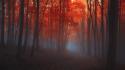 Forests paths fog abandoned dawning autumn leaves wallpaper