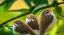 Green white birds animals leaves brown branches baby wallpaper