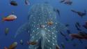 Islands whale shark ecuador galapagos wallpaper