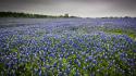 Landscapes nature texas meadows blue flowers bluebonnet wallpaper