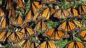 Mexico monarch butterflies state wallpaper